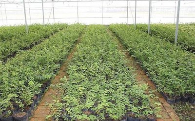 grow trays hydroponics